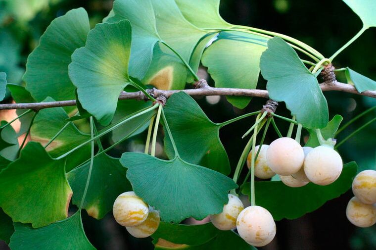 Ginkgo-an exotic herb that improves potency