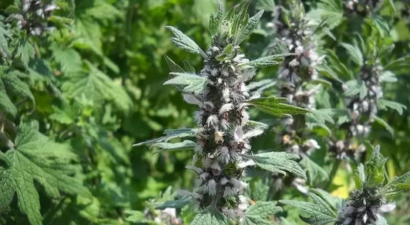 Motherwort Potency