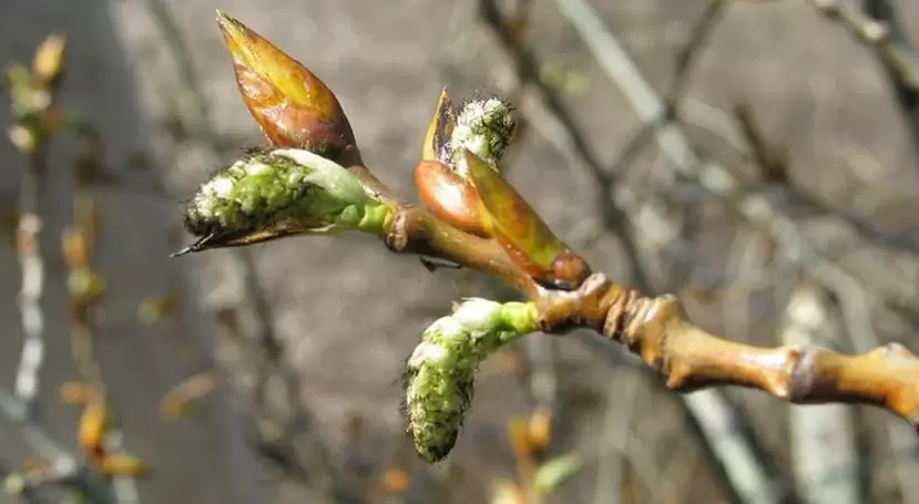 Potency of Poplar Buds