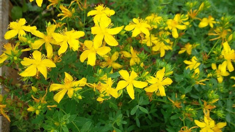 Herbs increase male efficacy